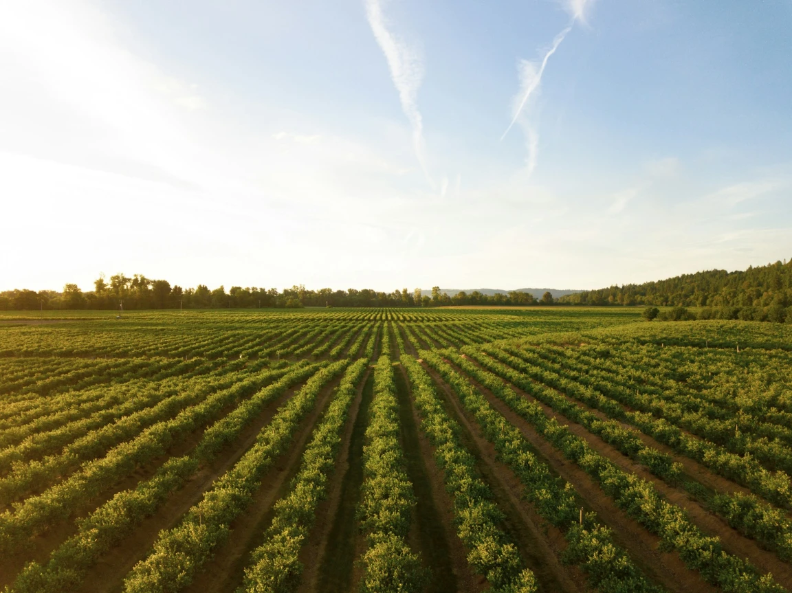 DISOCCUPAZIONE AGRICOLA: FINO AL 31 MARZO 2027